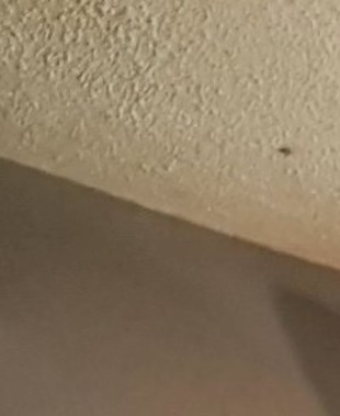 Michael Rash Obituary - Pasadena, TX