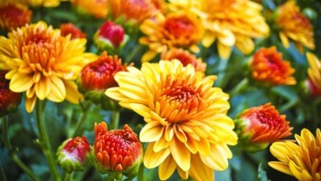 Obituary of Valerie Ann Rice