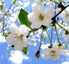 Obituary of Evan Javier Perez