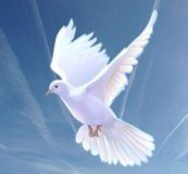 Obituary of Willard Joseph Hooter