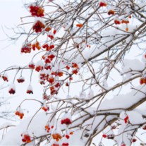 Obituary of Robert "Bobby" Stebbins