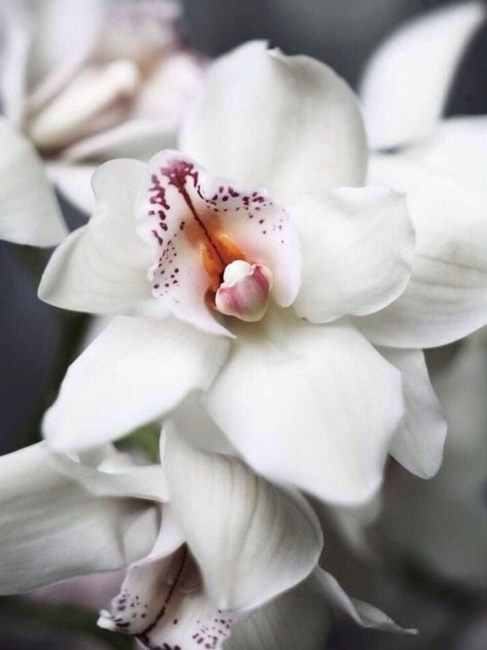 Obituary of Isaac David Jetmore