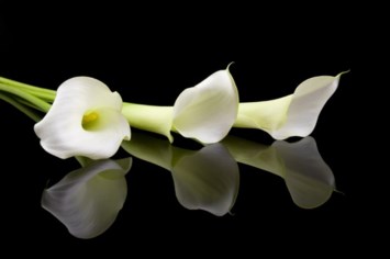 Obituary of Agatha Piscitelli