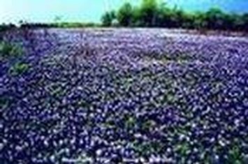 Obituary of Worth Richard Winslow