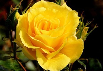 Ava Keith Obituary Scottsdale Az