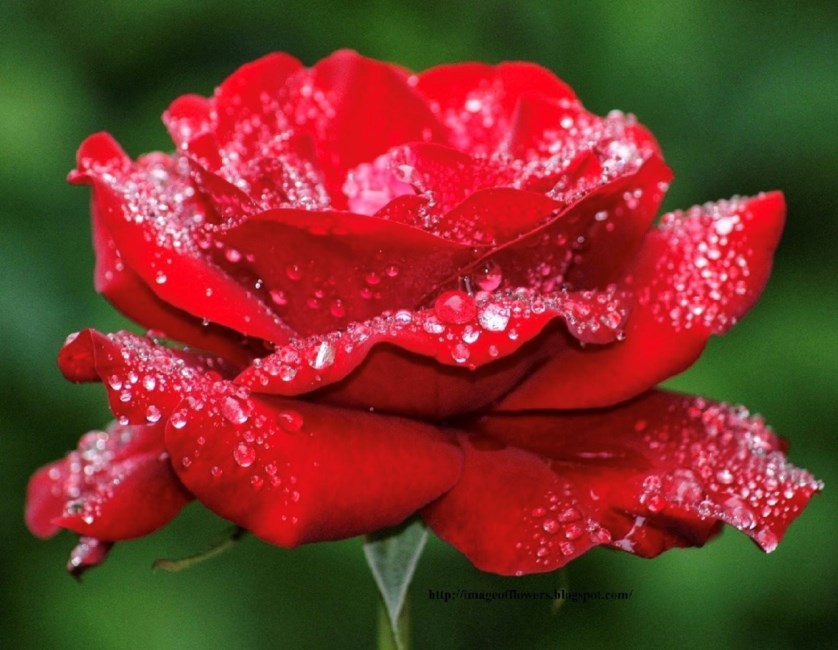 Obituary of Robert Lewis Elmore