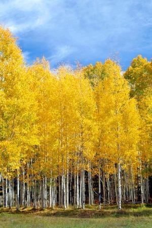 Avis de décès de Vernon Roscoe Hampton Sr.