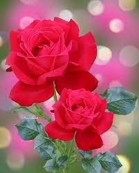 Obituary of Laurie Woodruff Waldrop