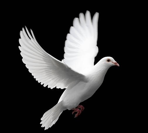 Obituary of Sharon E. Rydlewicz