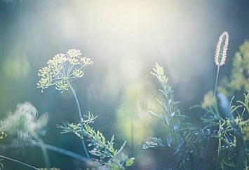 Obituary of Charlene Laverne Willard