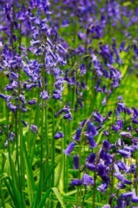 Obituary of Evelyn Dohner Foster