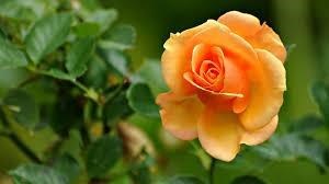 Obituary of Loraine C. Rubin