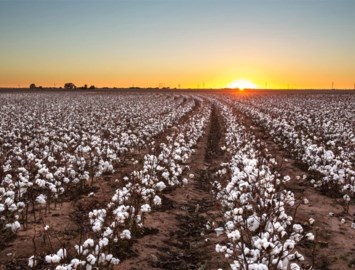 Obituary of Rodney Carroll Hallmark