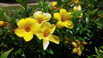 Obituary of Masako Koya Hirata