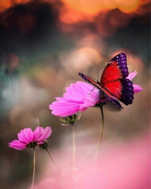 Obituary of Marilyn Romero Suarez