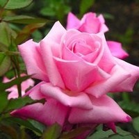 Obituary of Ruth Alls