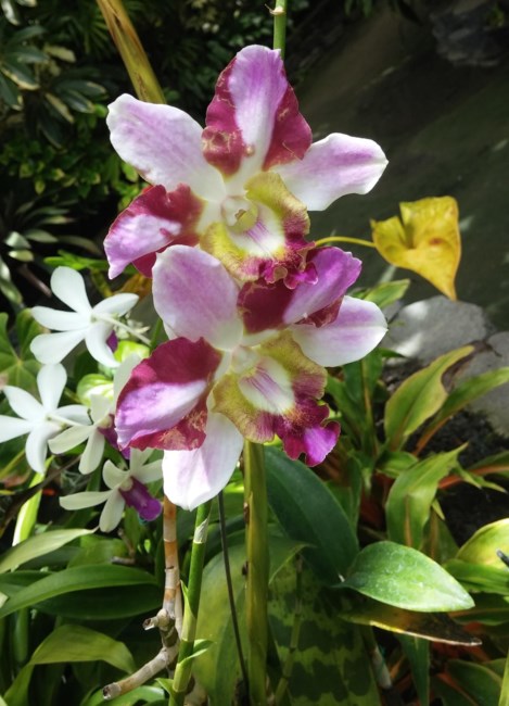 Obituary of Flora Yin Chong