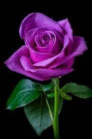 Obituary of Bianca Mahal McGinnis