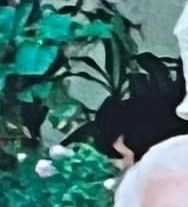 Sharon Rantz Obituary - St. Louis, MO