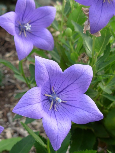 Obituary of Angeline Mock Starr