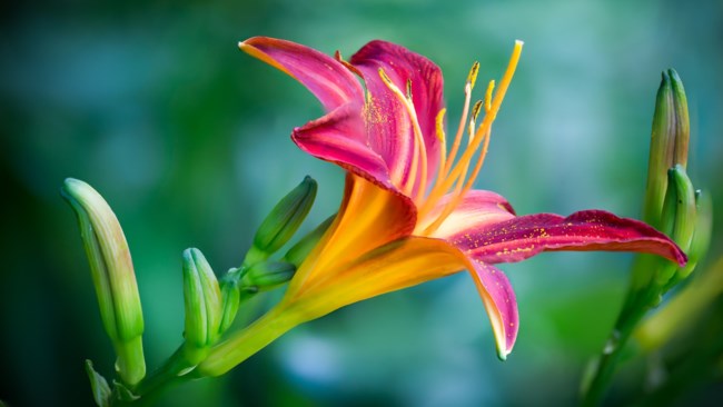 Obituary of Anna Gertrude Herrel