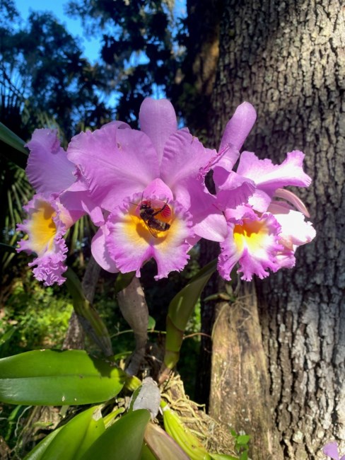 Obituary of Horace Paul Williams