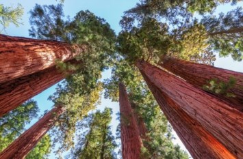 Obituary of David Allen Madsen