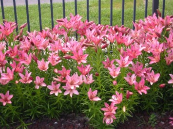 Obituary of Rose Ellen Moser