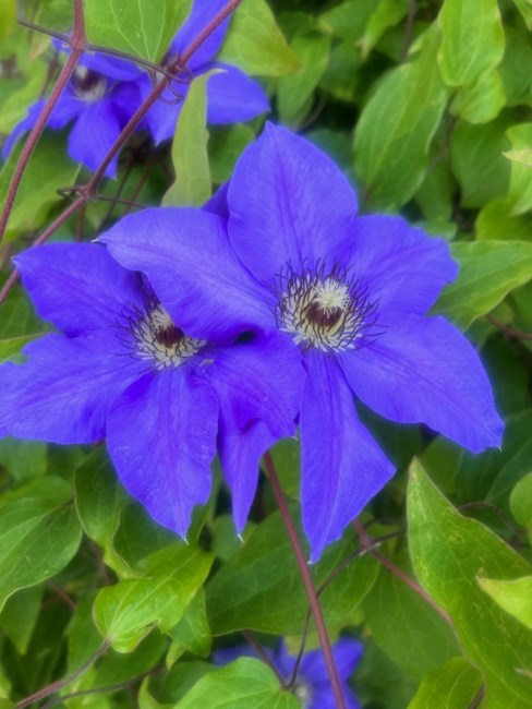 Obituary of Mary Jeanne Morrison