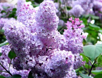 Obituary of Barbara M. Schuster