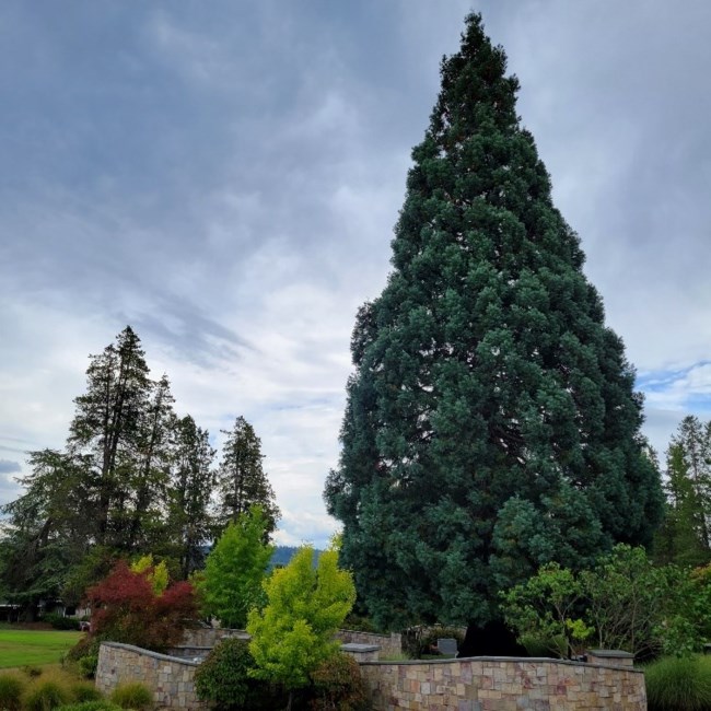 Obituary of Alla Nikolaevna Vinnichenko