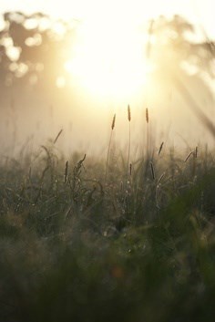 Obituary of Steven W. Dils