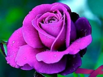 Obituary of Margaret T. Metcalf