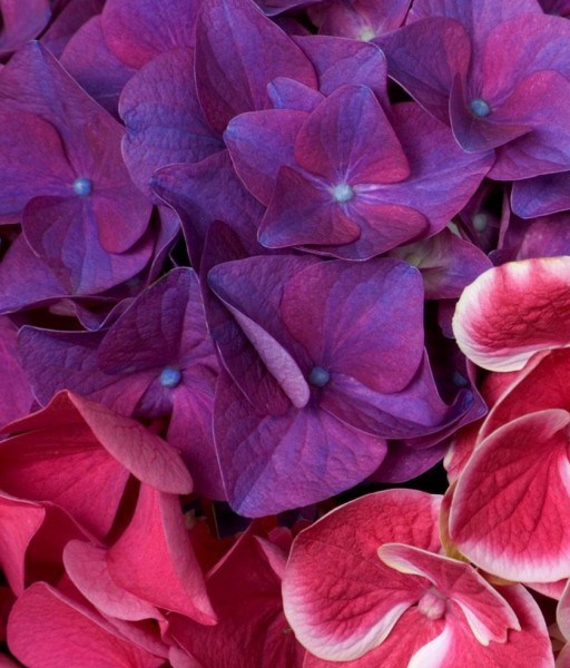 Obituary of Nellie Bell SWITZER