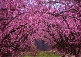 Obituary of Minnie Louise Sullivan