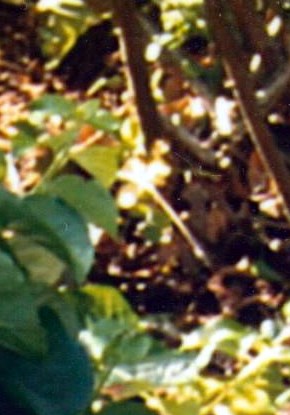 Henry Allen Hankal Jr. Obituary Greeneville, TN