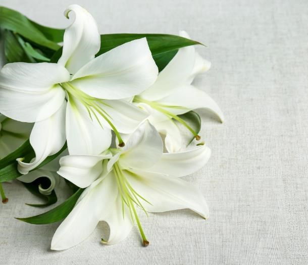 Obituary of Vivian Frances Sheldon