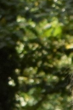 Toni Merkley Obituary Fort Wayne, IN