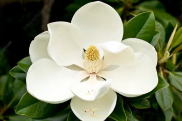 Obituary of Elyse Eve Olack