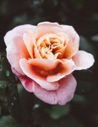 Obituario de Susan Larmer Clark