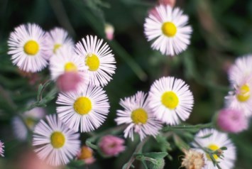 Obituary of Mary Mullen