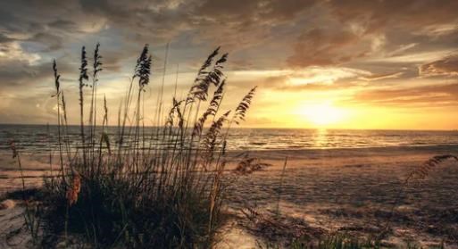 Obituario de Carole Antoinette Falotico