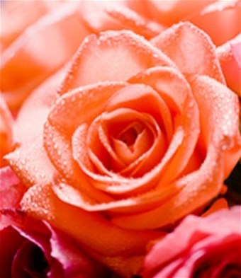 Obituary of Delfina United Guerrero