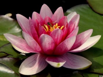 Obituary of Bernice Ellen Freitag