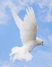 Obituary of Evelyn Debolt Wildman