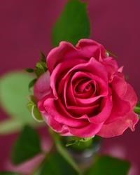 Obituary of Betty Jo Davis