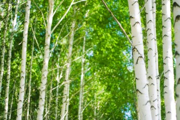 Obituary of Ruth Shapiro