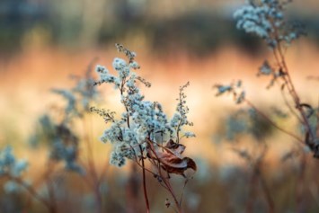 Obituary of Letha Elaine Cook