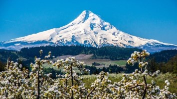 Obituary of Fawn Margaret Beal