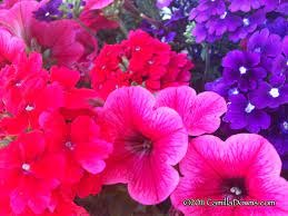 Obituary of Susann Bergman